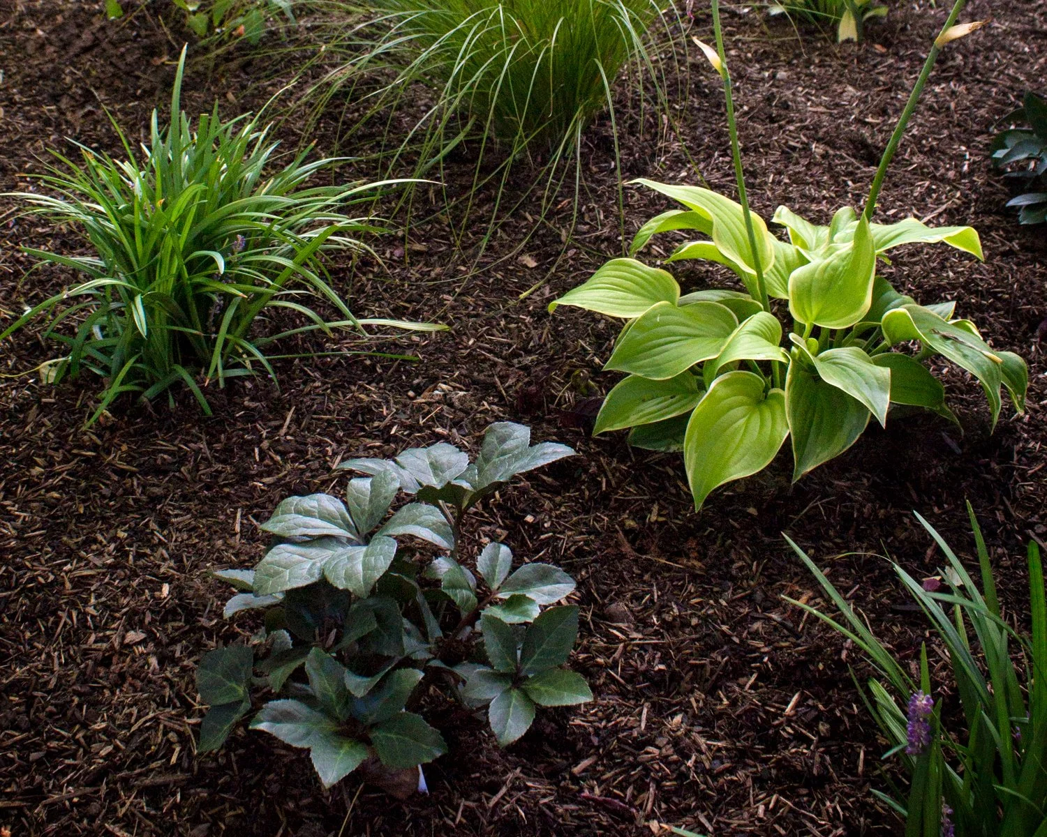 Mulch-on-Joys-Garden-Beds.jpg