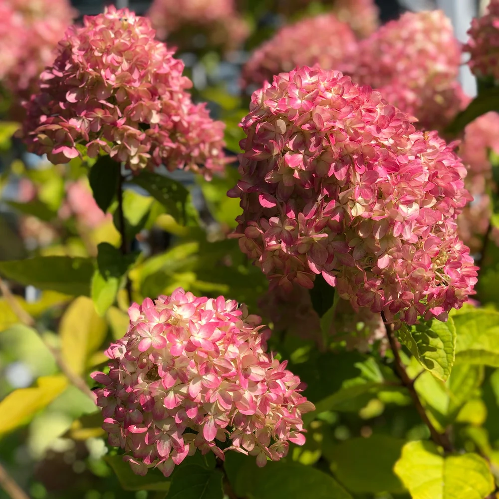 Pink-Hydrangea.jpg