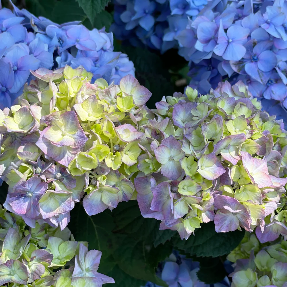 Mophead-Hydrangea.jpg