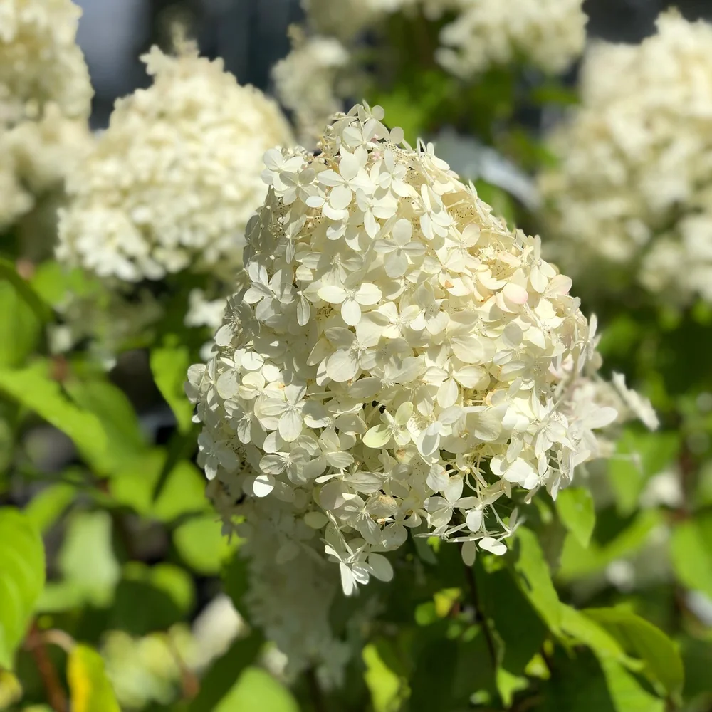 White-Hydrangea.jpg