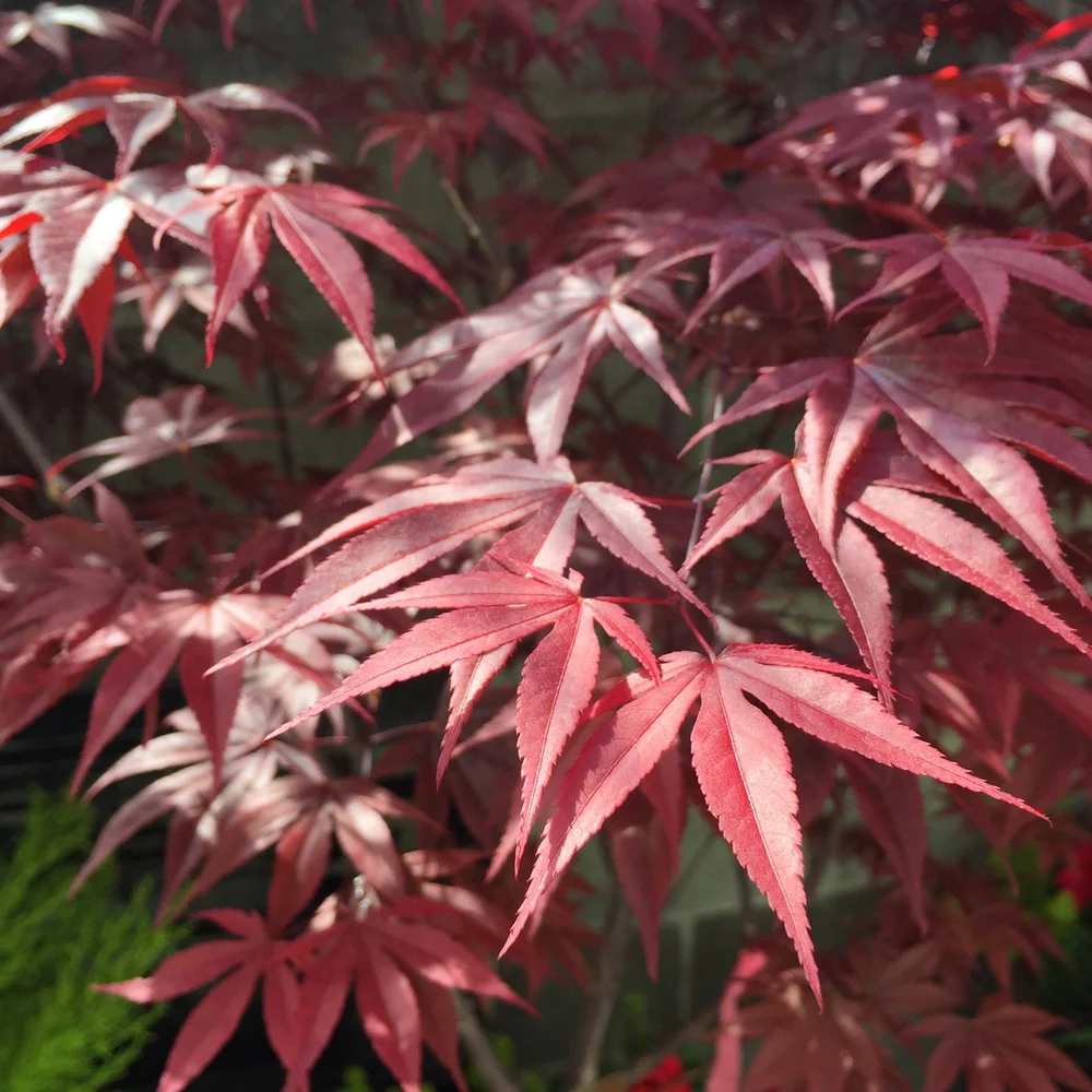 burgundy-japanese-maple-leaves.jpg