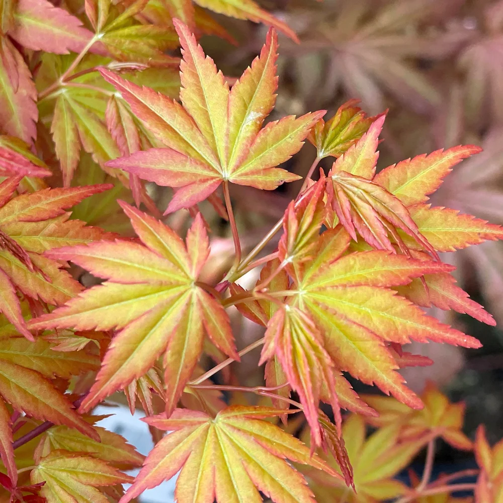 Akane-Japanese-Maple.jpg