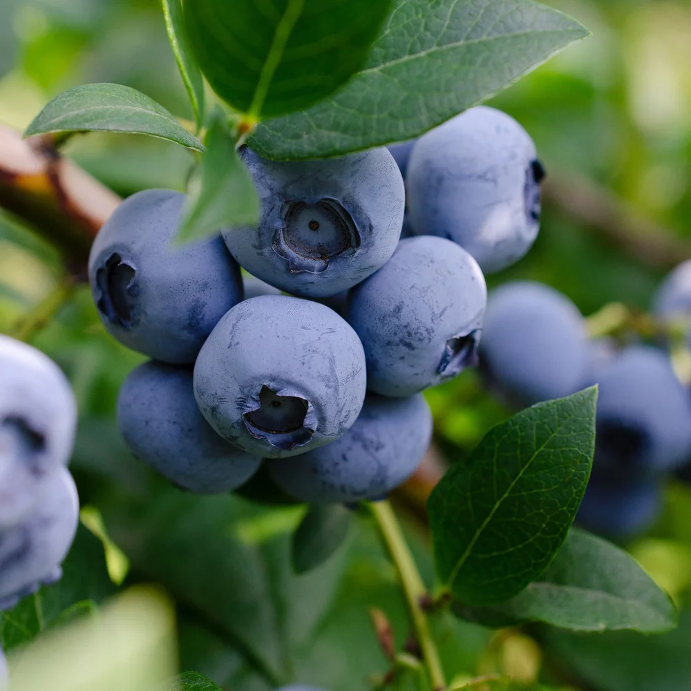 blueberries_AdobeStock.jpg