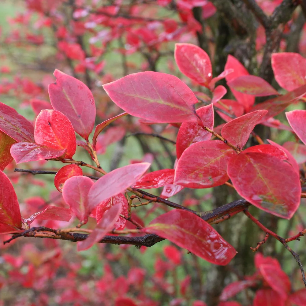 blueberry-fall-color-leaves_AdobeStock.jpg