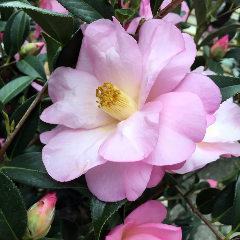 Camellia-Taylors-Perfection.jpg