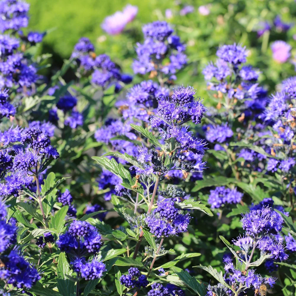 Caryopteris_AdobeStock.jpg