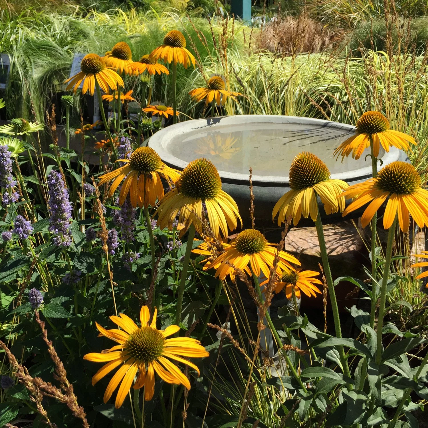 Echinacea-with-Perennial-Grasses-and-Bird-Bath.jpg