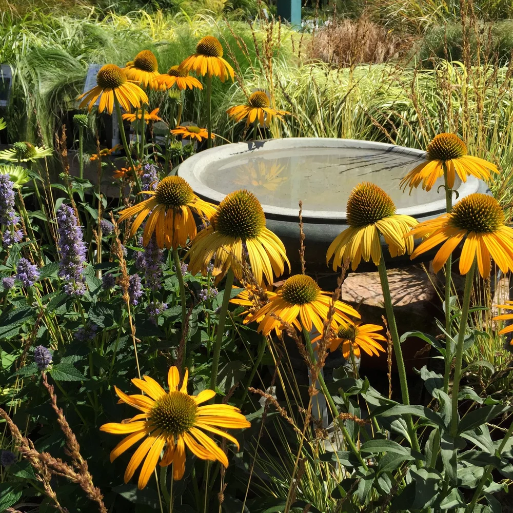 Echinacea-with-Perennial-Grasses-and-Bird-Bath.jpg