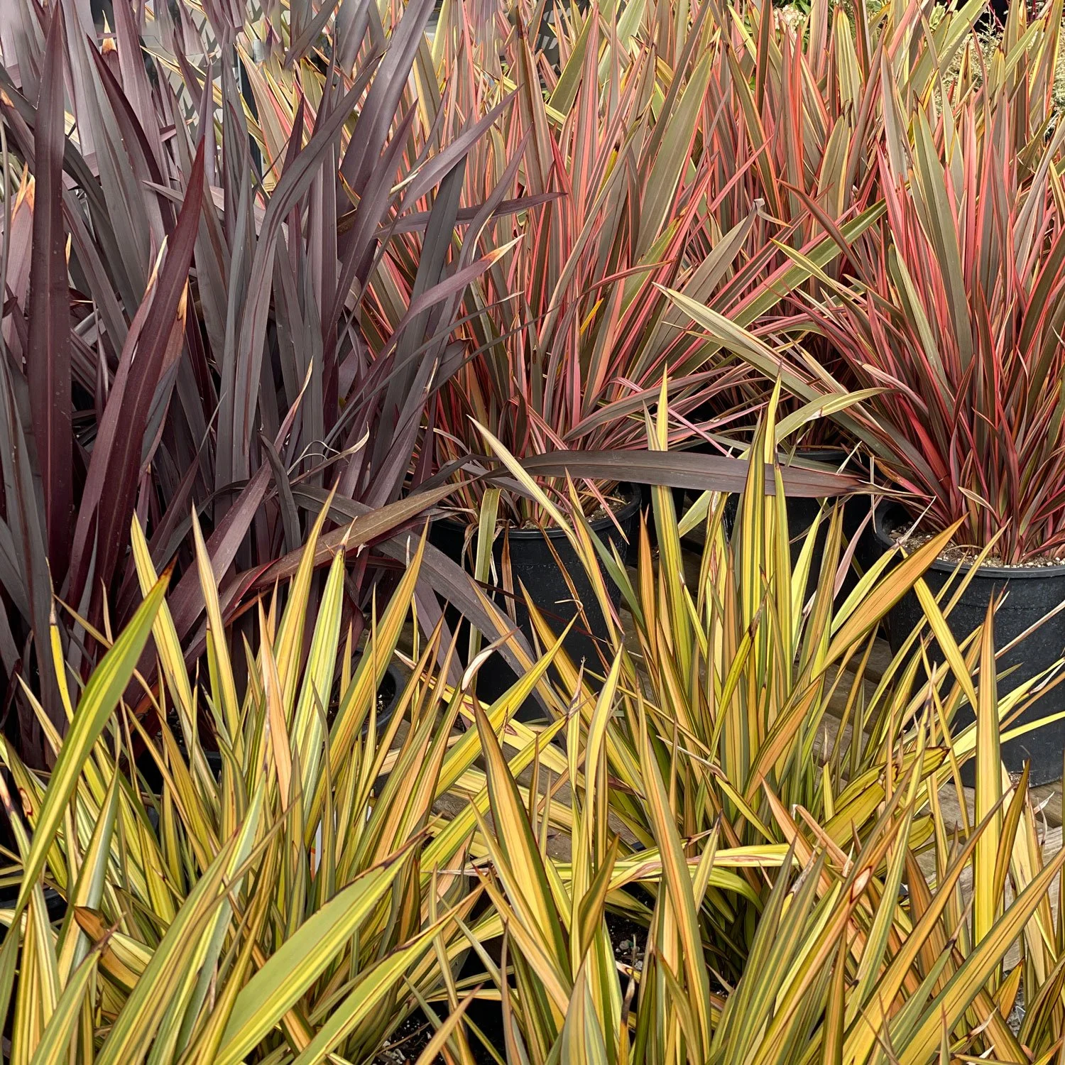 Mixed-Phormium.jpg