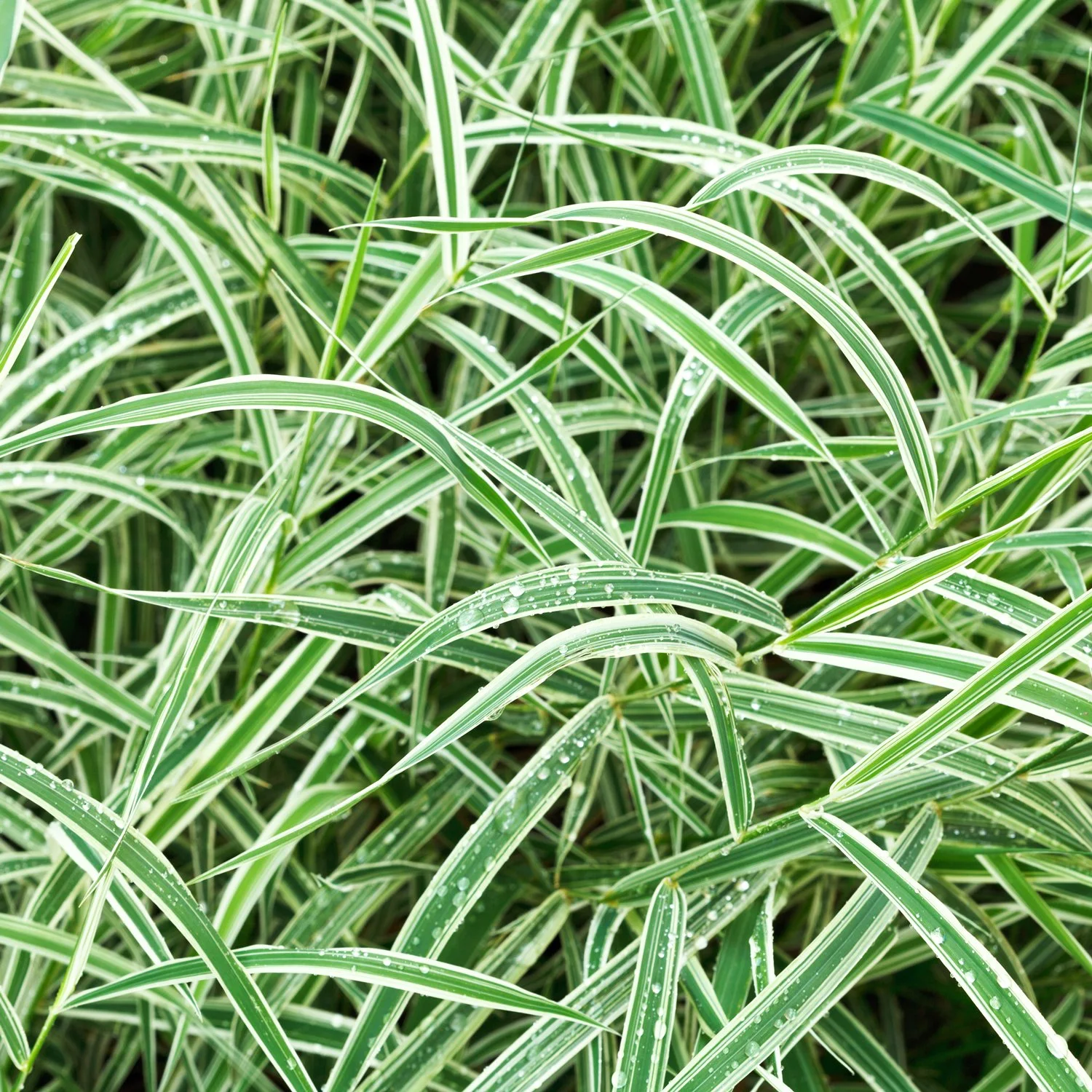 Variegated-Carex_AdobeStock.jpg
