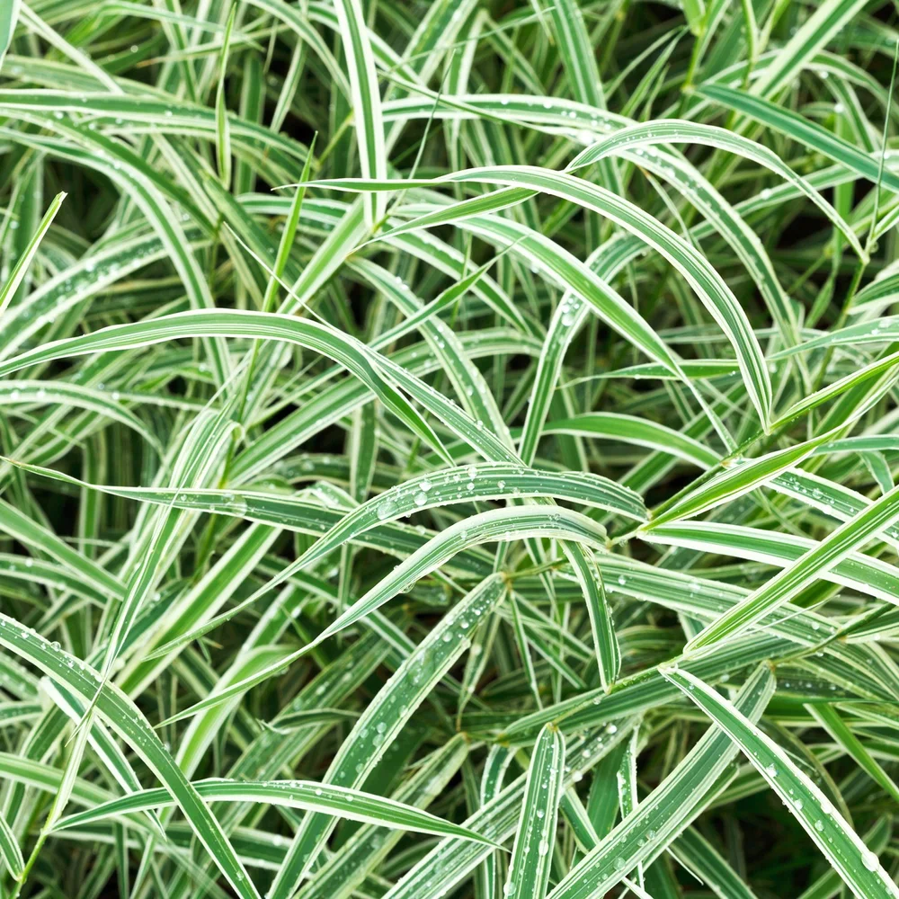 Variegated-Carex_AdobeStock.jpg