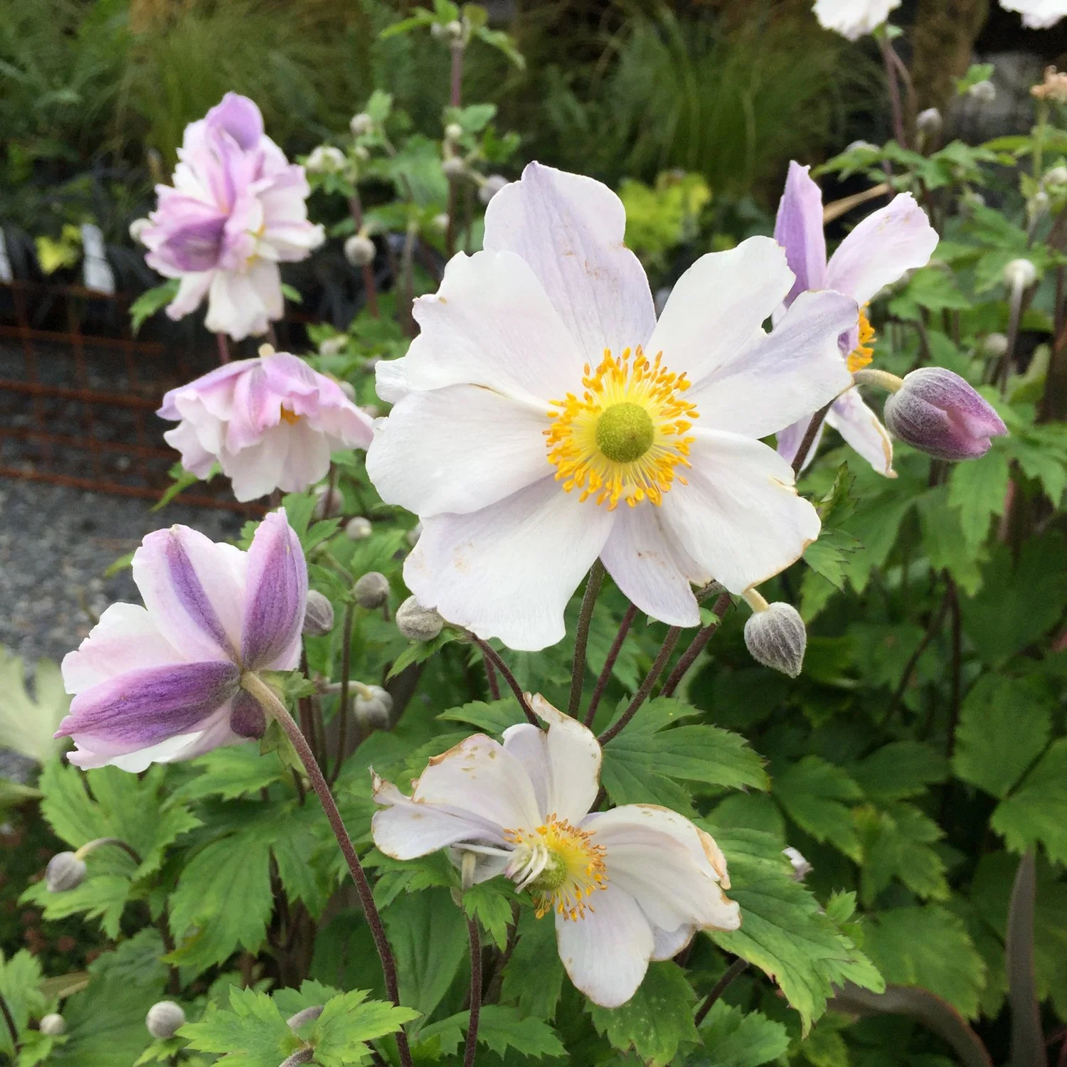 Japanese-Anemone1.jpg