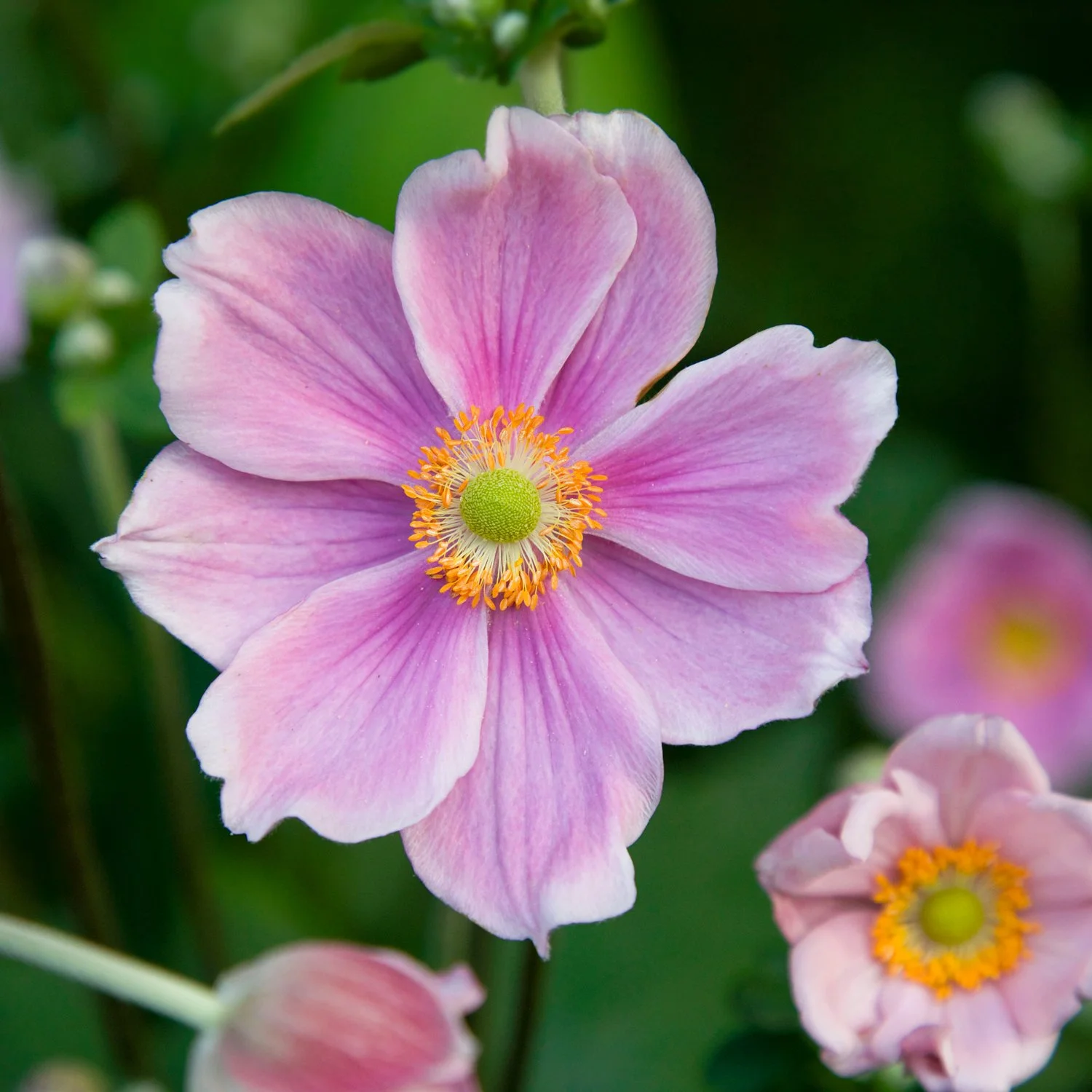 Pink-Japanese_Anemone-Flower_AdobeStock.jpg