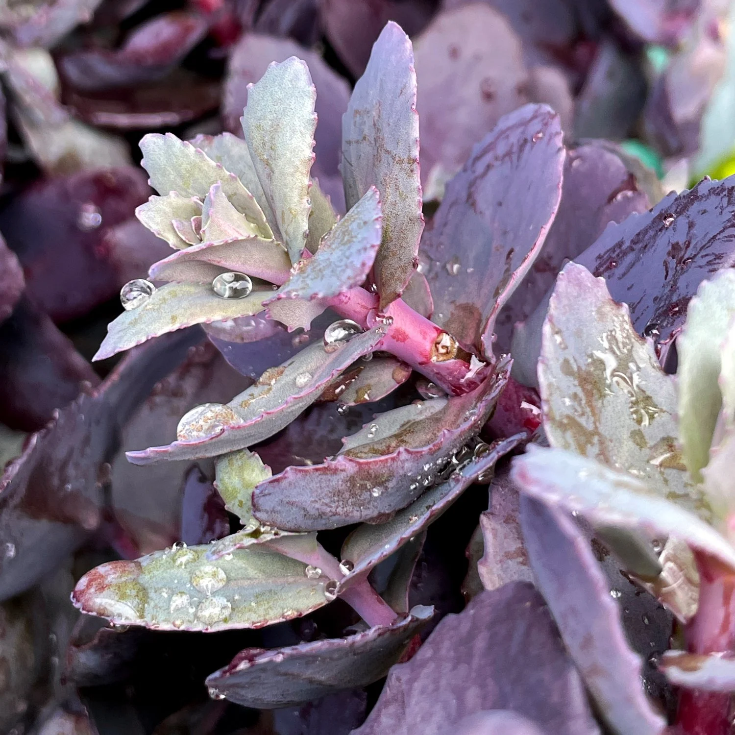 Mojave-Jewels-Ruby-Sedum.jpg