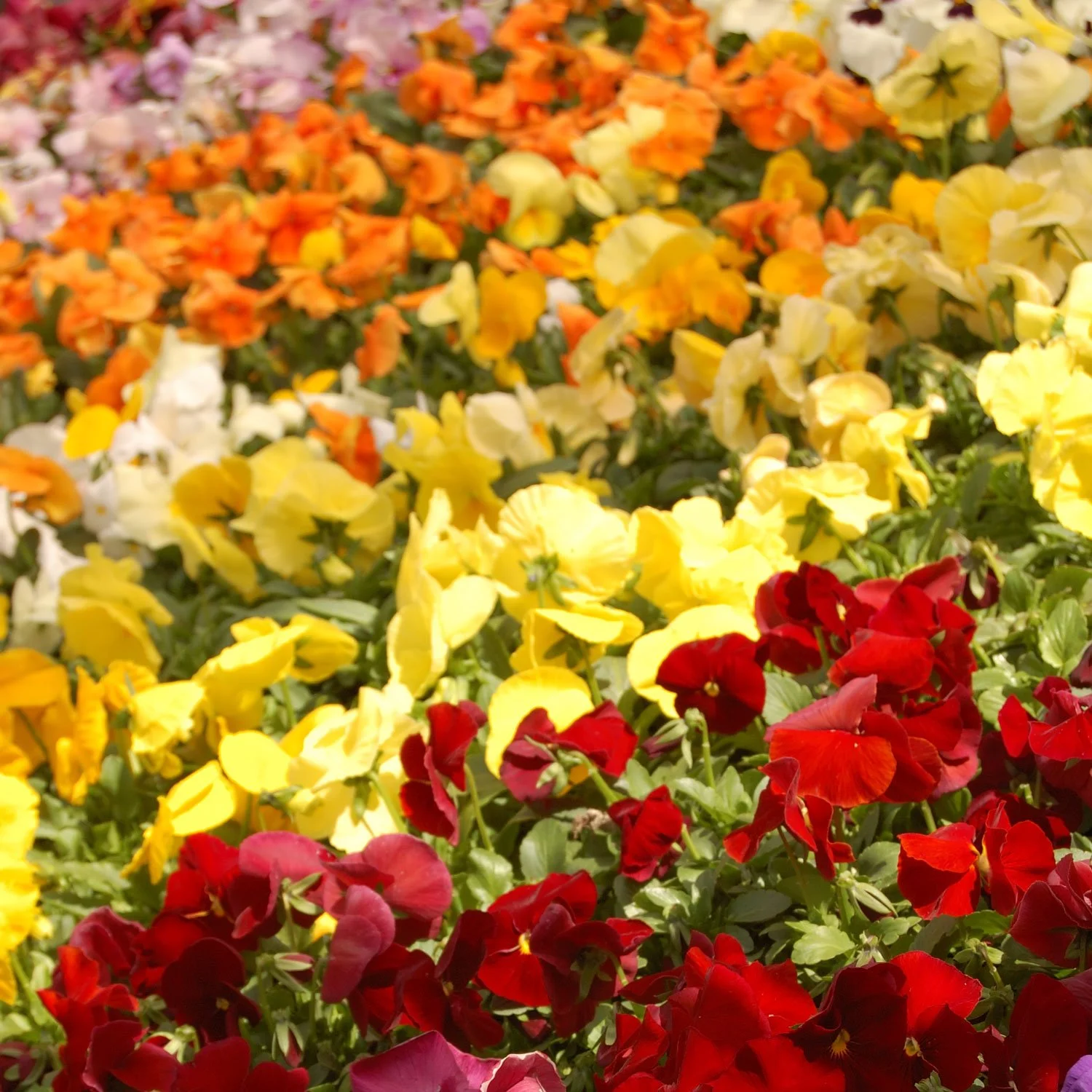 Multicolored-Pansies.jpg