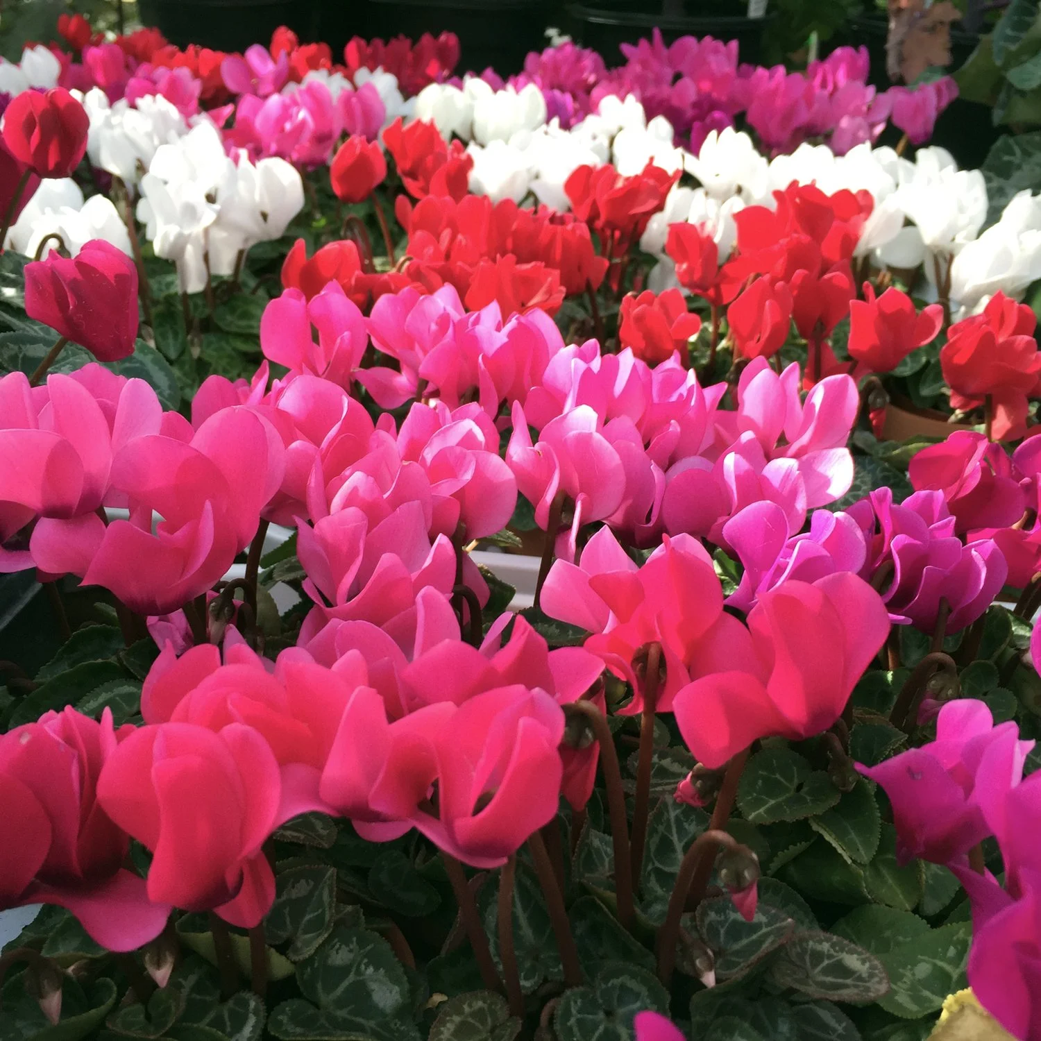 Multicolor-Annual-Cyclamen-2017.jpg