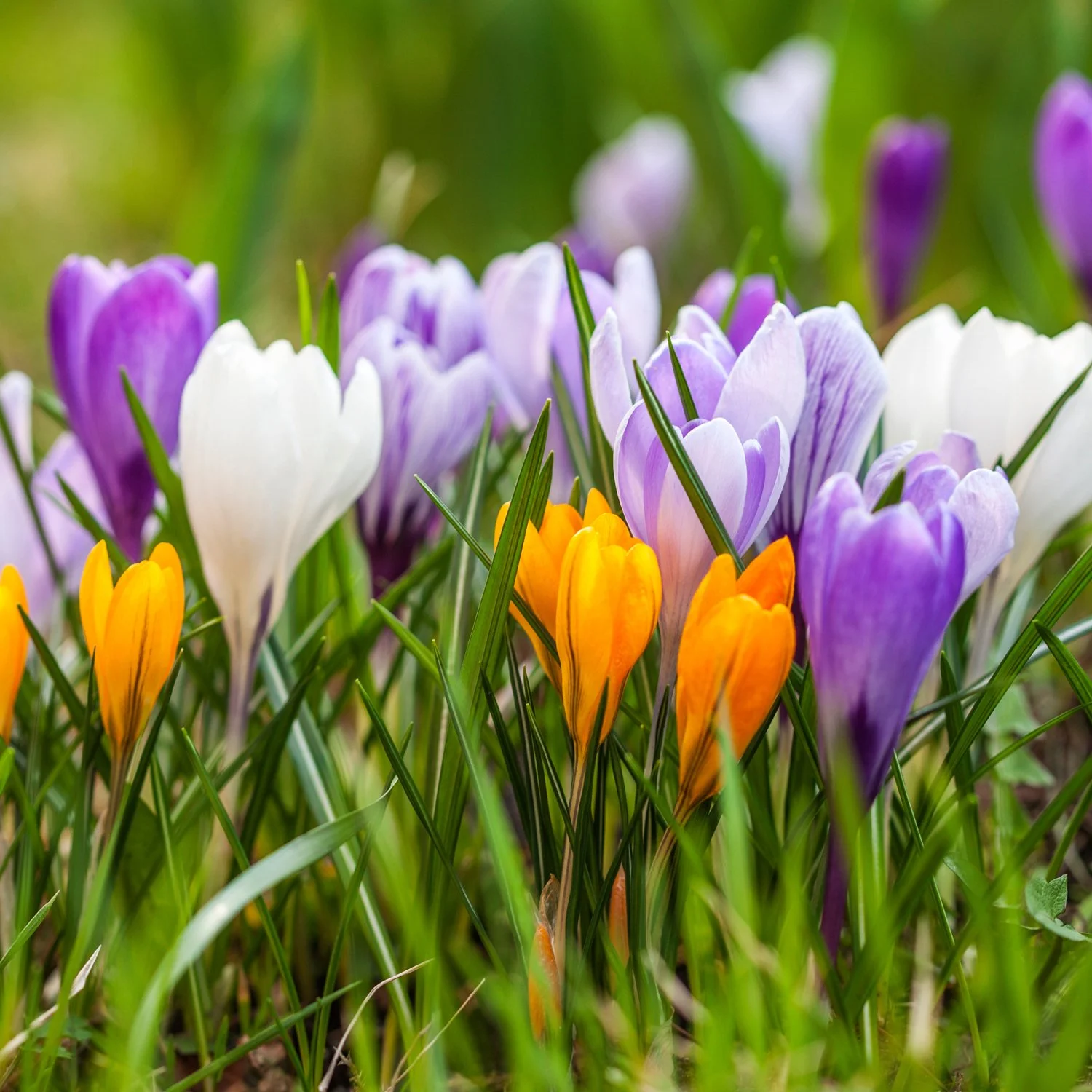 Crocus_AdobeStock.jpg