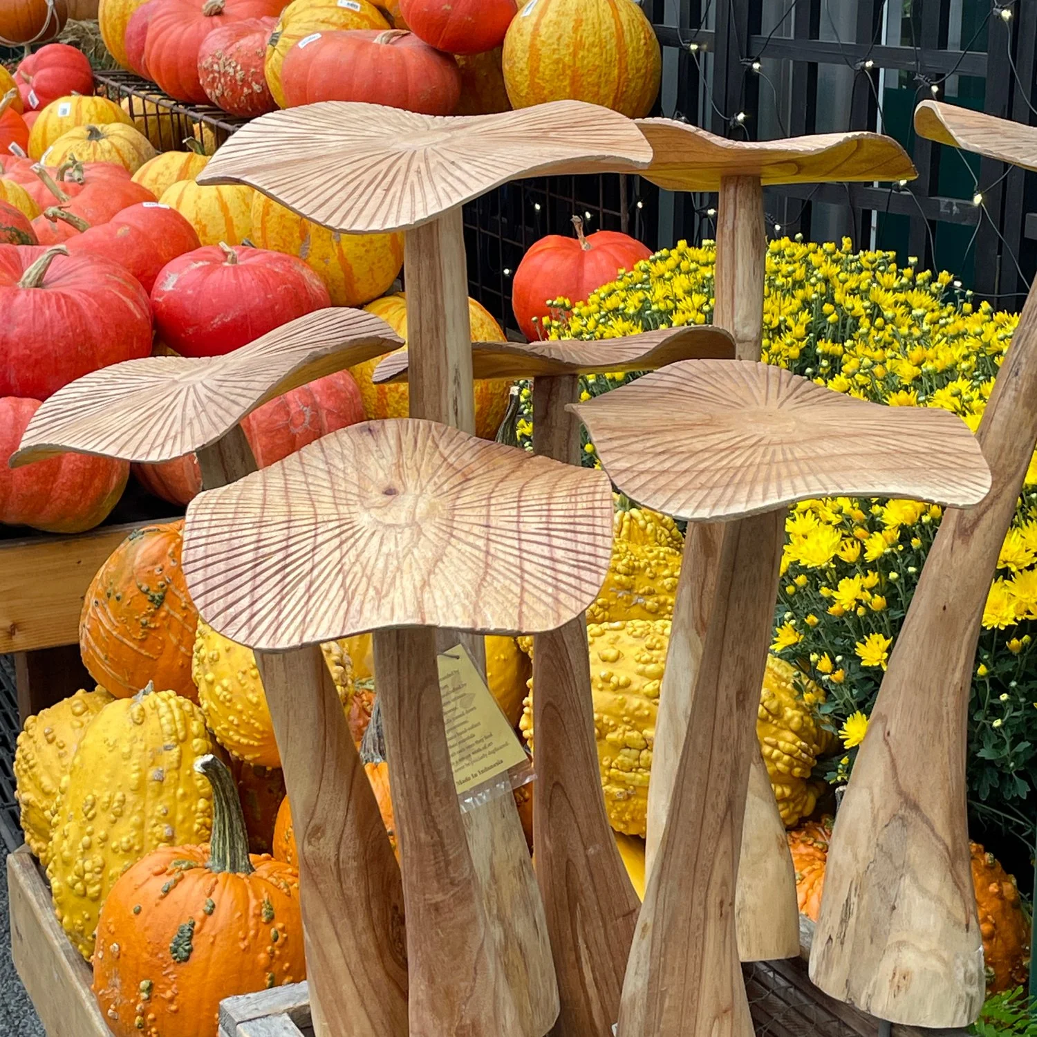 Teak-Mushrooms-and-pumpkins.jpg