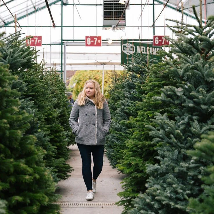 Fresh cut Christmas trees