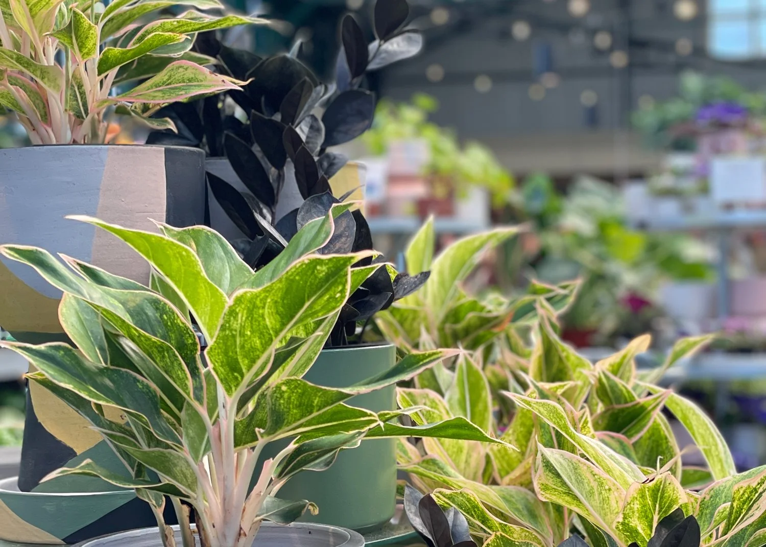   Bring home some new friends    Indoor Plant Sale    Oct. 4th - 12th  