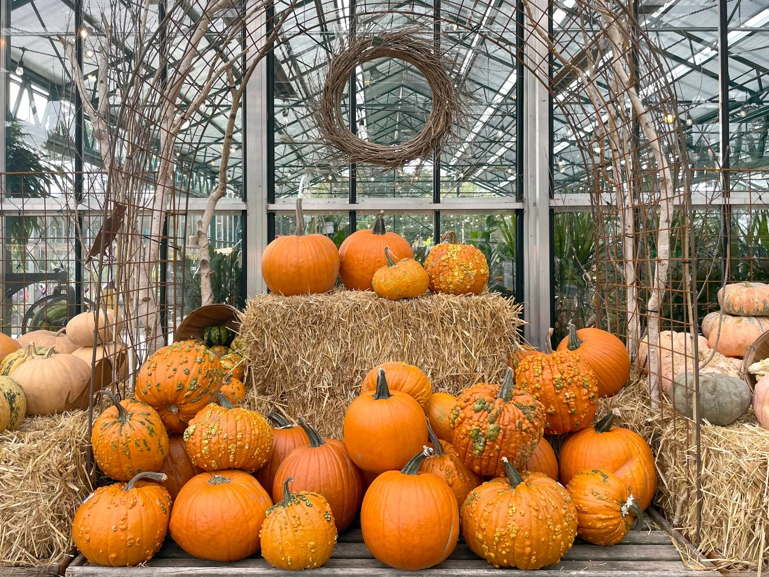 cozy vibes Celebrate Fall at Swansons Learn More