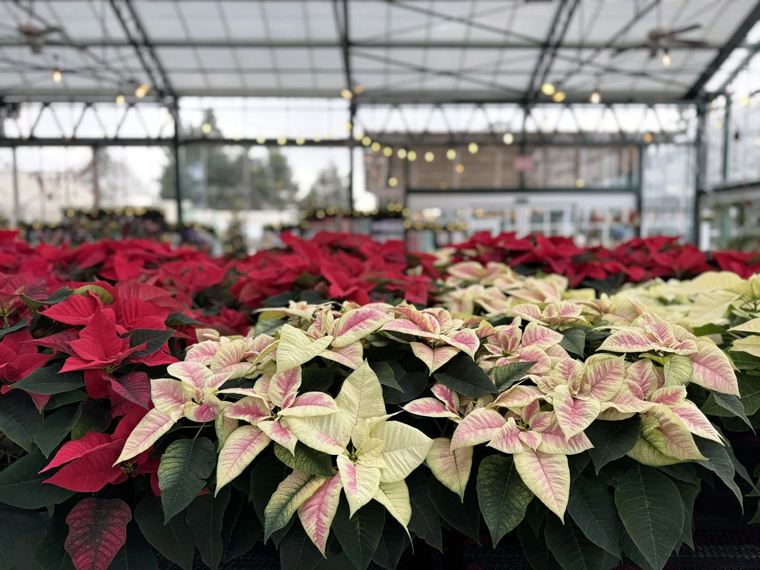 Pink-and-Cream-Poinsettias.jpg