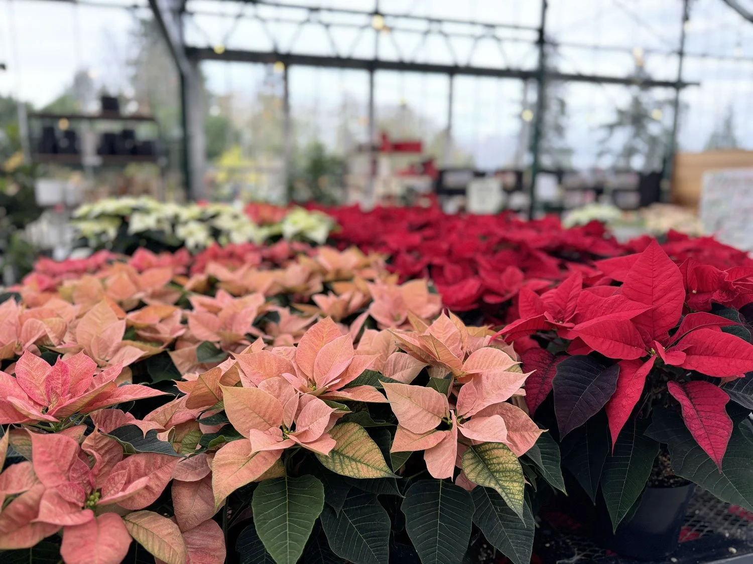 Pink-Poinsettias.jpg