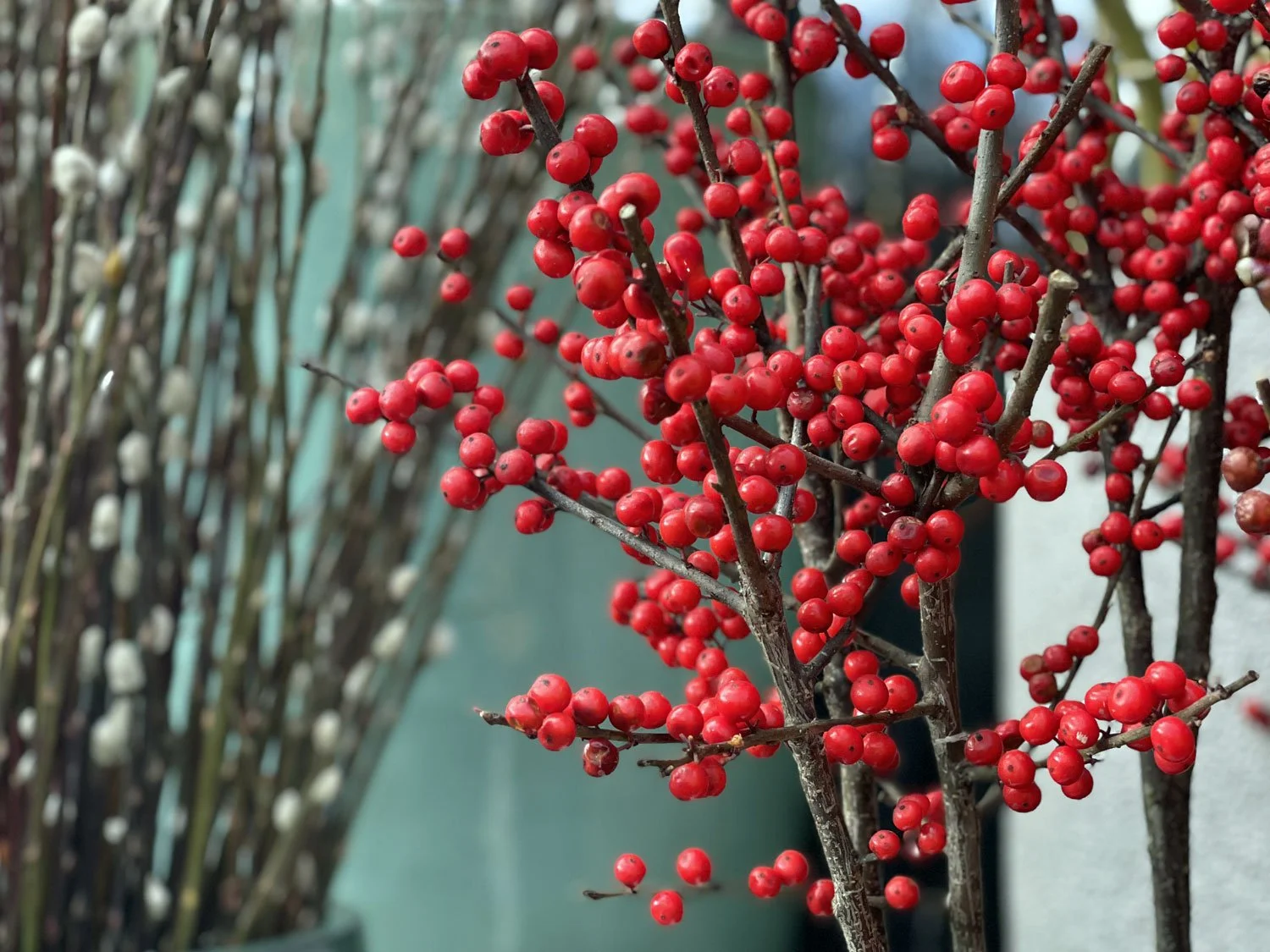 Red-Berries-Branches.jpg