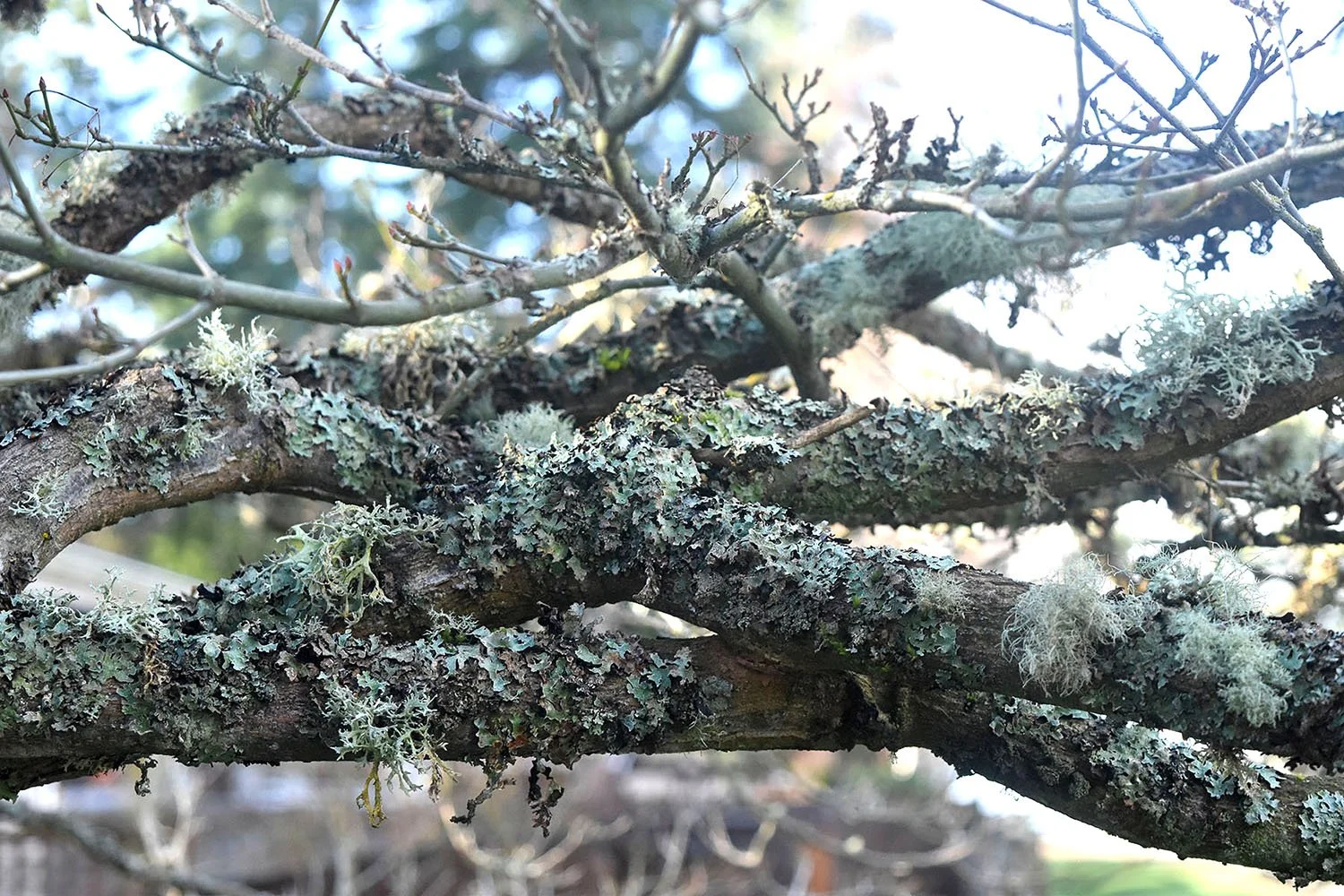 Living With Lichens