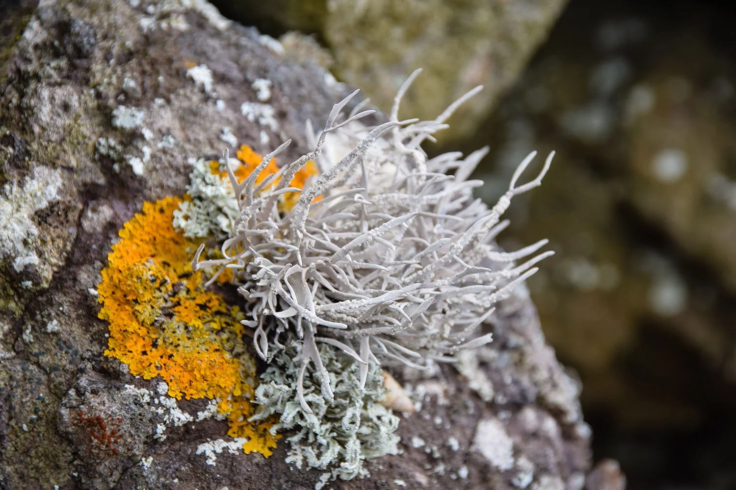 Fruticose and crustose lichens on rock