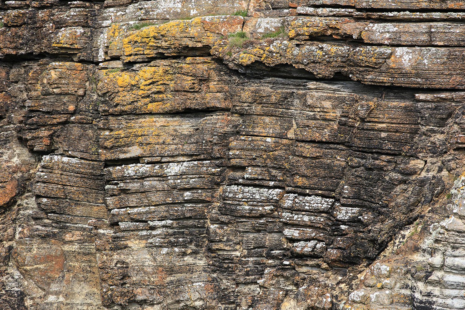 Crustose lichens on a cliff face