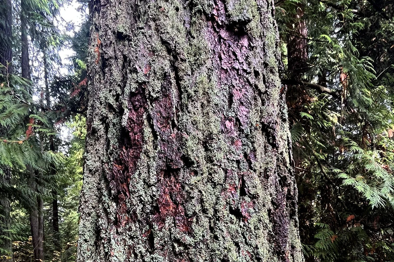 Fruticose lichen on a douglas fir trunk