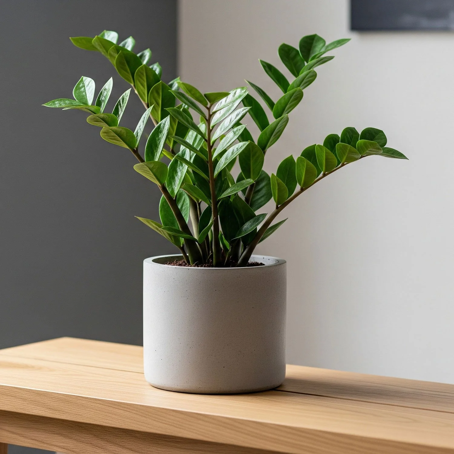 6 Houseplants for Beginners