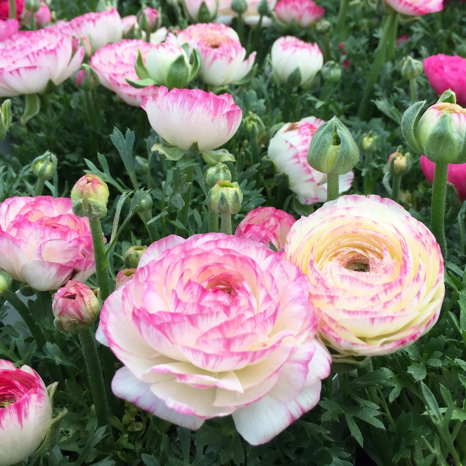 Pink-Ranunculus.jpg