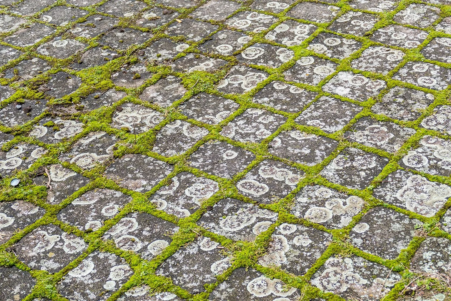 Crustose lichen &amp; moss on pavers