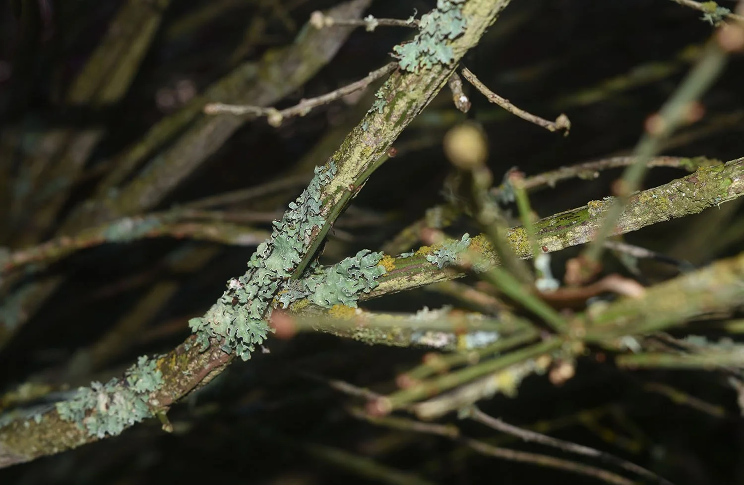 Foliose &amp; crustose lichen on branches