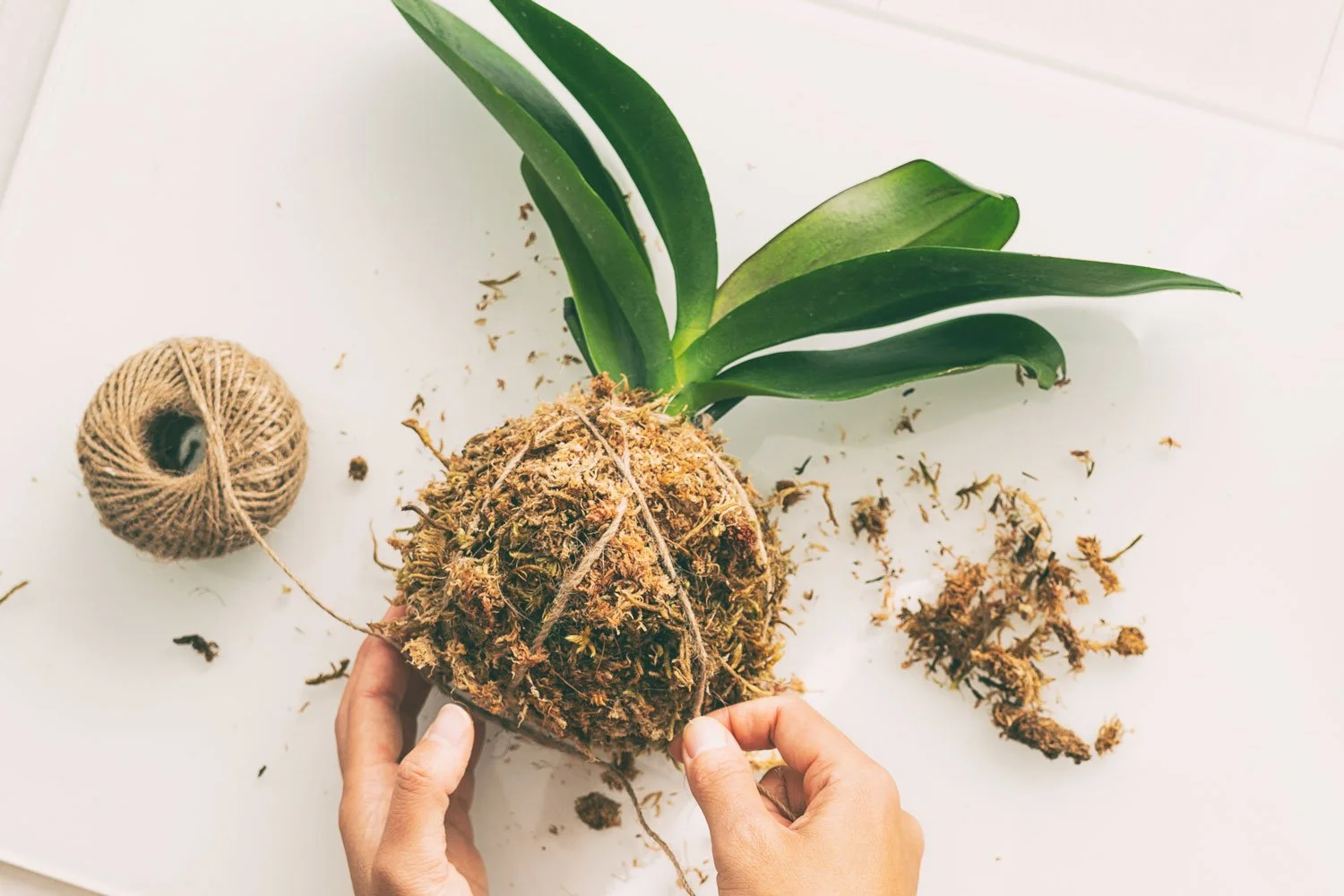 Creating Your Own Kokedama