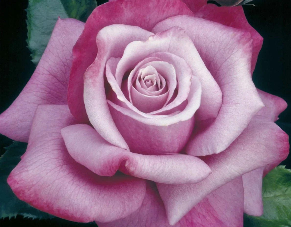 Barbara Streisand Hybrid Tea Rose