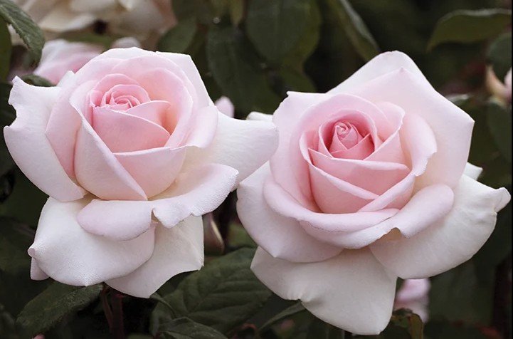 Francis Meilland Hybrid Tea Rose