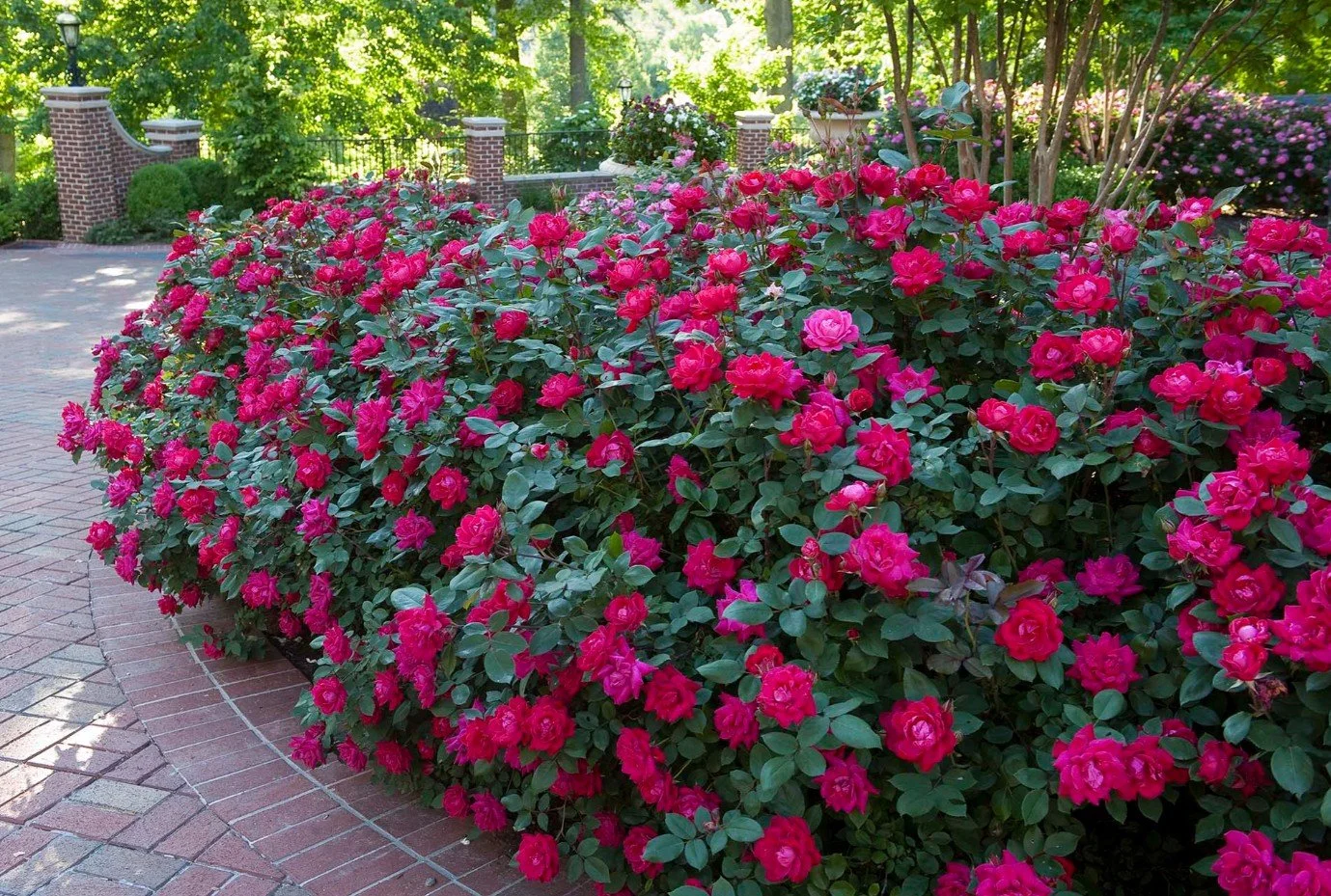 Double Knockout Red Shrub Rose