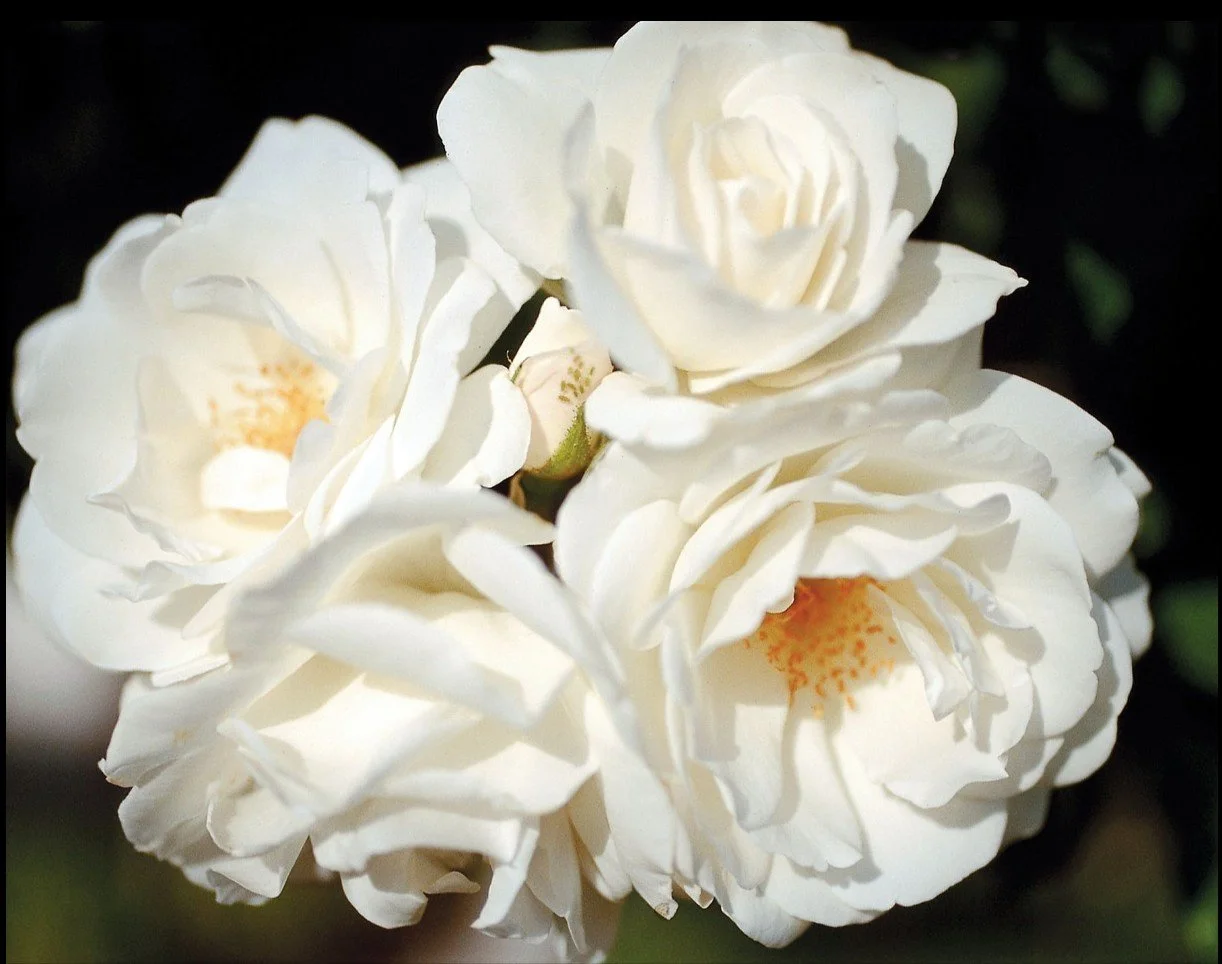Iceberg Climbing Rose