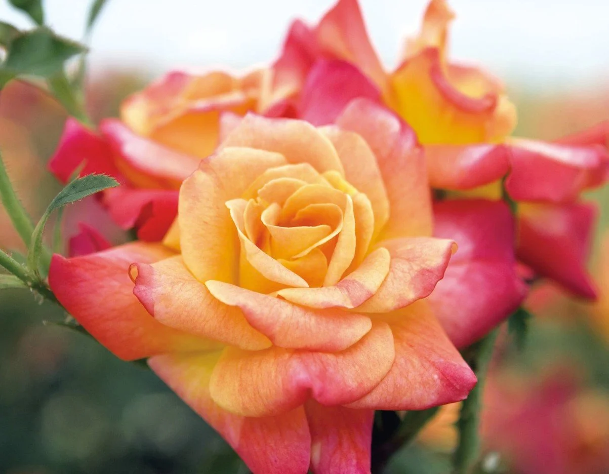 Joseph's Coat Climbing Rose