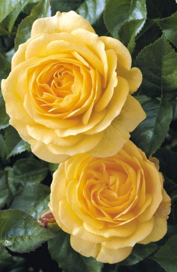 Julia Child Floribunda Rose
