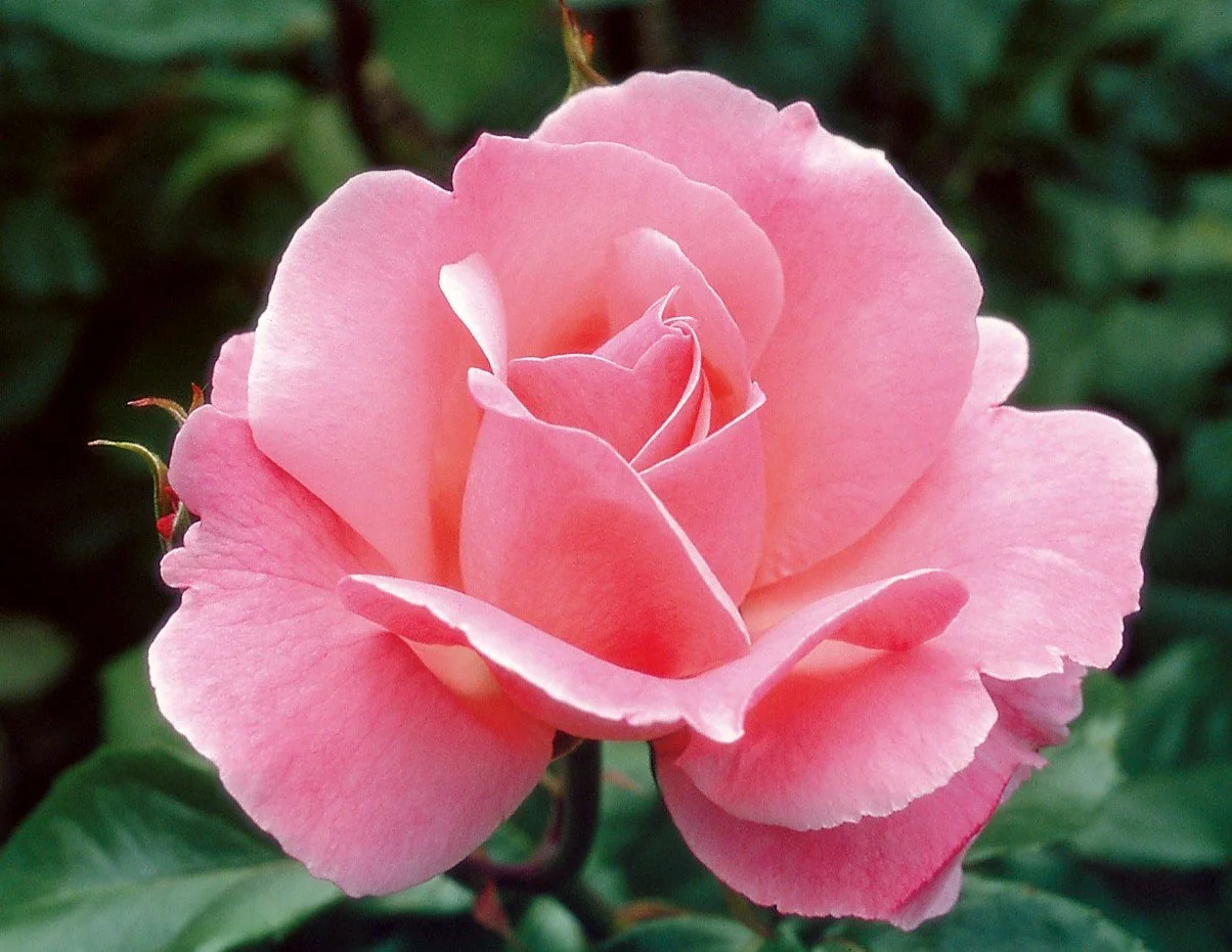 Queen Elizabeth Grandiflora Rose