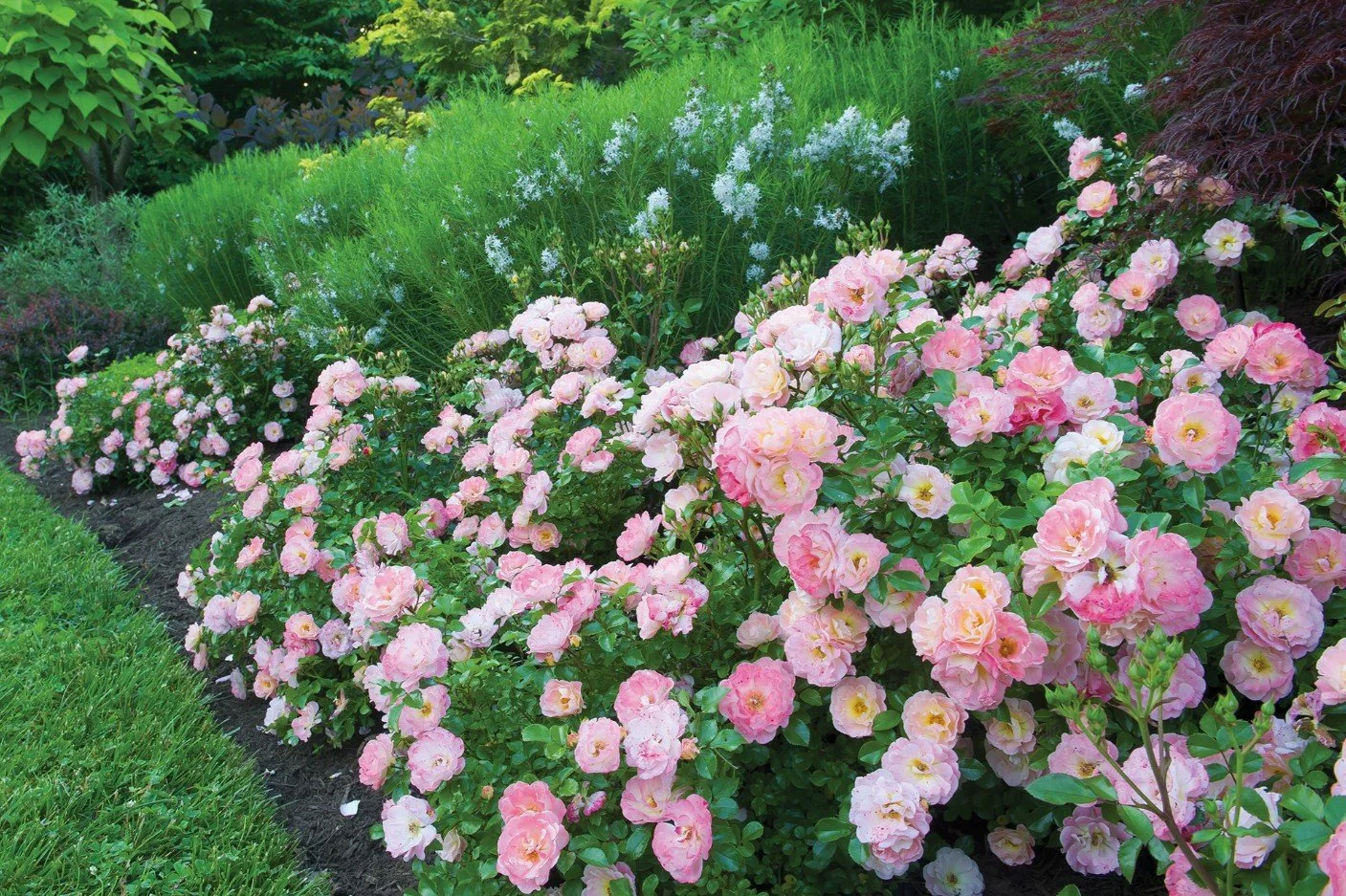 Peach Drift Groundcover Rose