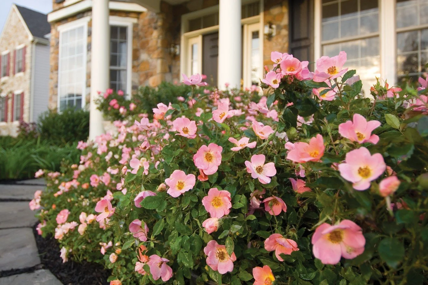 Rainbow Knockout Shrub Rose
