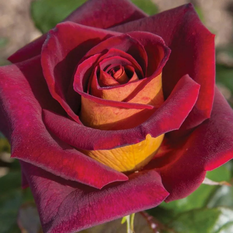 Dark Night Hybrid Tea Rose