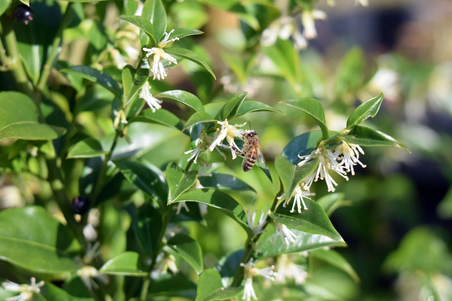Sarcococca