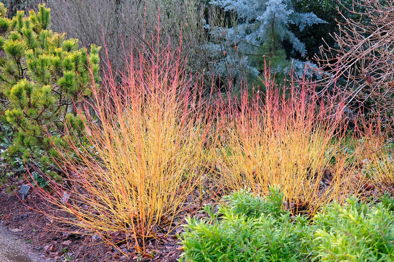 Midwinter Fire Twig Dogwood