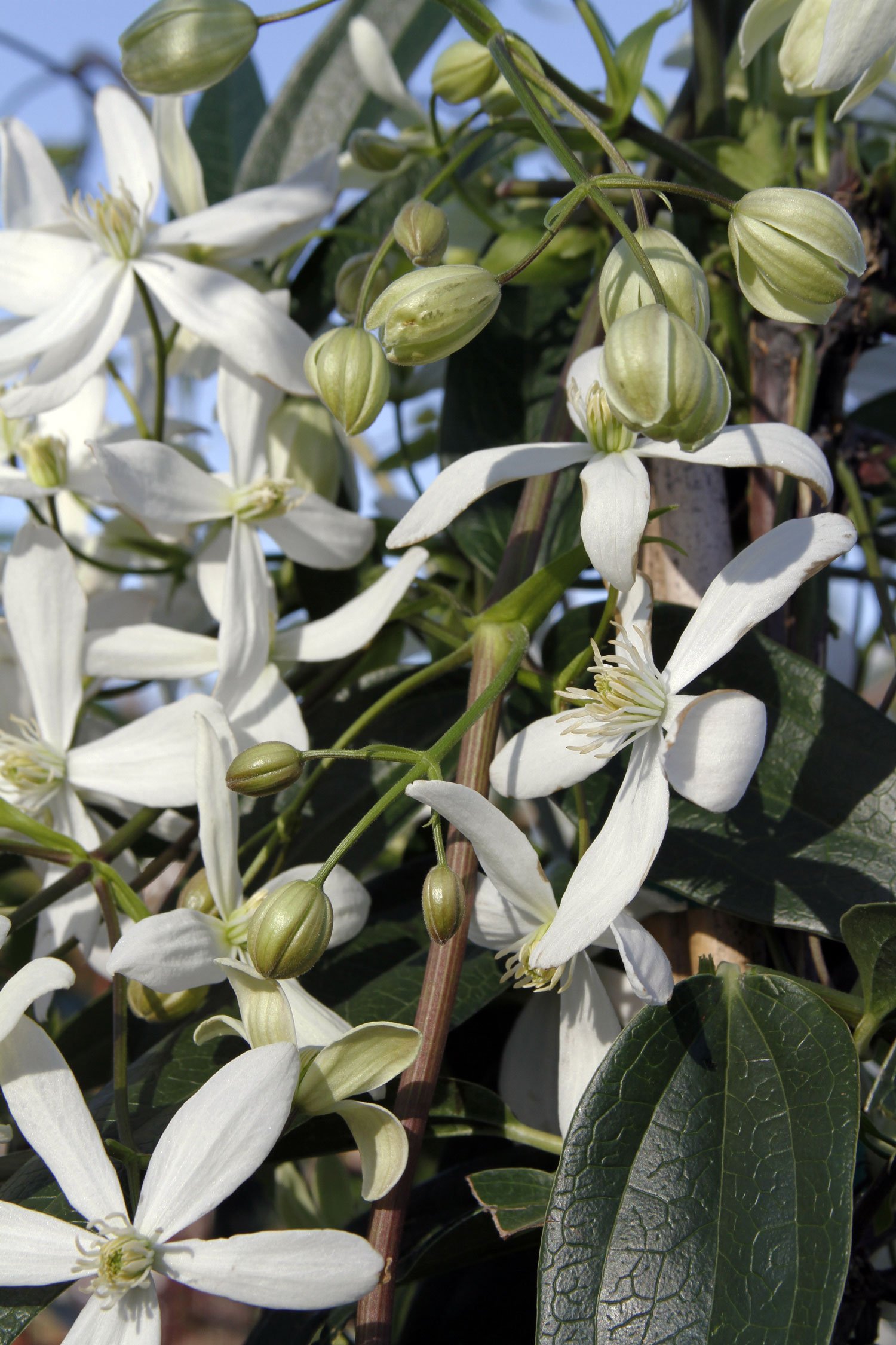 Evergreen Clematis Vine